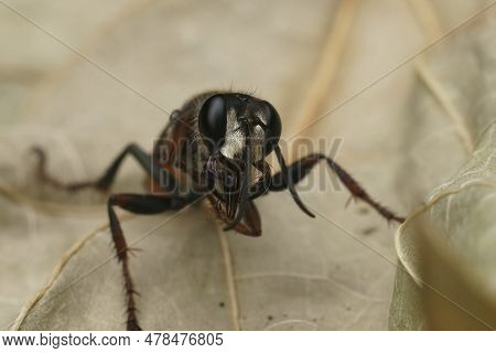Detailed Closeup On The Red And Black, European Golden Sand Wasp, Sphex Funerarius Sitting On A Drie