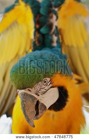 Blue & Yellow macaw