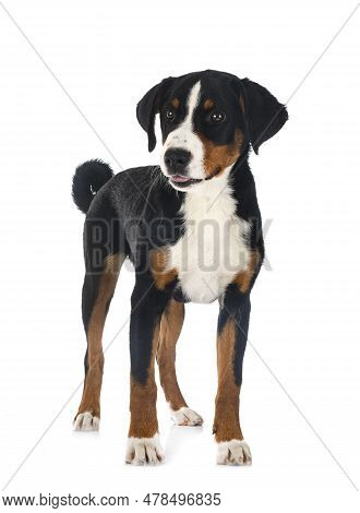 Puppy Appenzeller Sennenhund In Front Of White Background