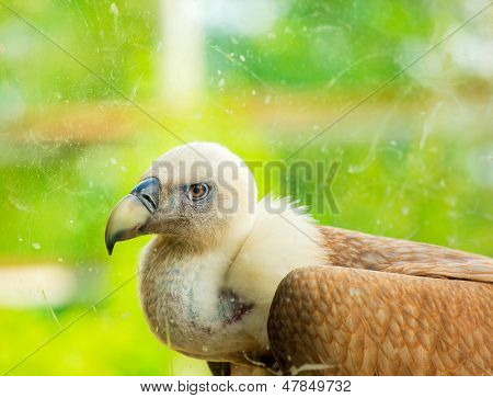 Griffon Vulture