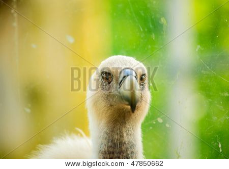Griffon Vulture