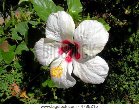 Fiore bianco