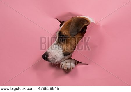 Funny Dog Jack Russell Terrier Tore Pink Paper Background.