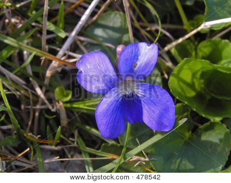 Piccolo fiore blu
