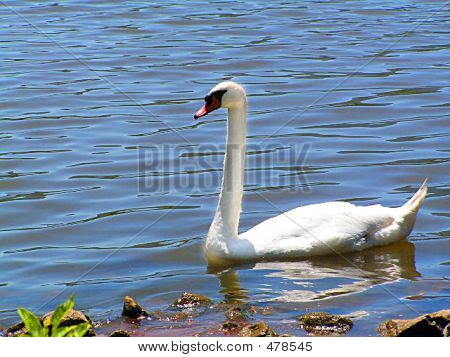 Cigno sul lago Close Up