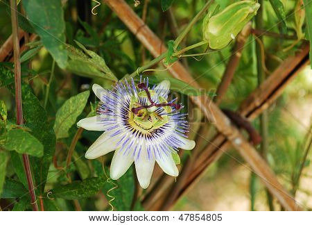 Bluecrown Passiflora