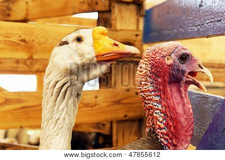 ห่านและไก่งวงป่าถ่ายภาพบุคคล