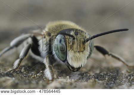 Detailed Facial Closeup On A Female Of Alfalfa Leafcutter Bee, Megachile Rotundata In The Gard, Fran