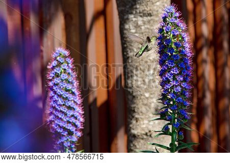 Hummingbird Flying To Pride Of Madeira Flower. Hummingbird In Flight Feeding From A Purple Pride Of 
