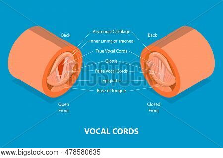 3d Isometric Flat Vector Conceptual Illustration Of Vocal Cords, Educational Medical Scheme