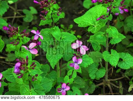 Lunaria Annua, Annual Honesty Flowers,silver Dollar, Money Plant, Flowering Plant In The Family Bras