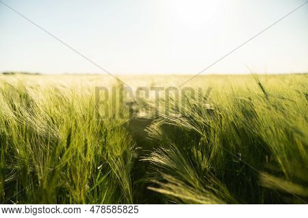 Green And Young Barley Field During Sunset. Ripening Ears Of Barley Field. Green Barley Field Is Blo
