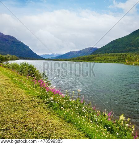 Summer Senja Fjord Coast View With Blooming Wild Beautiful Flowers (storelva, Skaland, Norway). Over