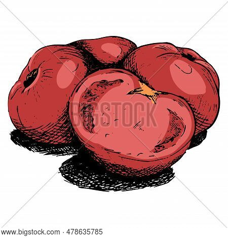 Sketch Of Several Tomatoes In Color. Vector Illustration