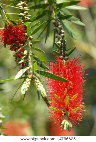 Australiska flaska pensel blomma vertikal
