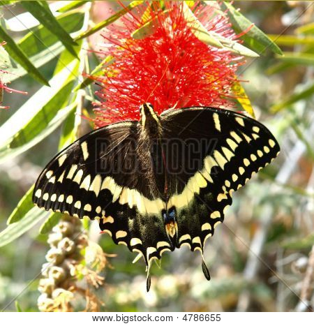 Swallowtail Butterfly på flaska pensel blomma torget Format