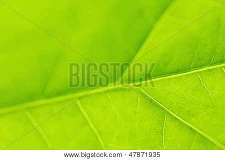 Frische Dreen Blatt Textur Makro Nahaufnahme