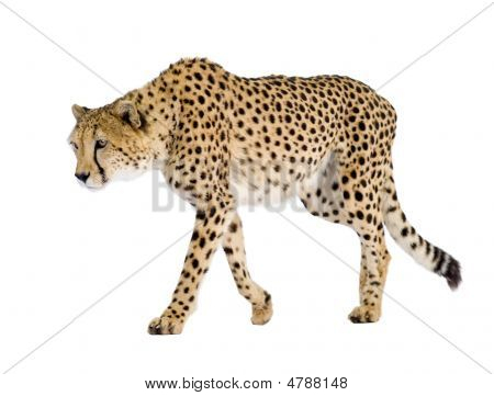 Cheetah - väritykseltään Leopardia Jubatus