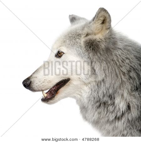 Mackenzie Valley Wolf (8 år) - Canis Lupus Occidentalis