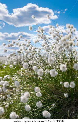 Cotton Grass