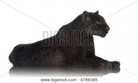 Schwarzer Leopard (6 Jahre)