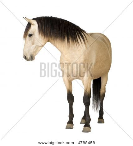 Hest