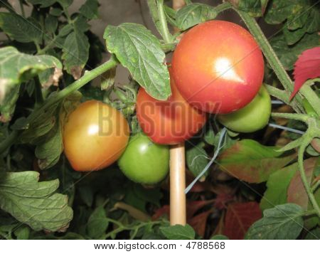 Growing Green And Reed Tomatoes