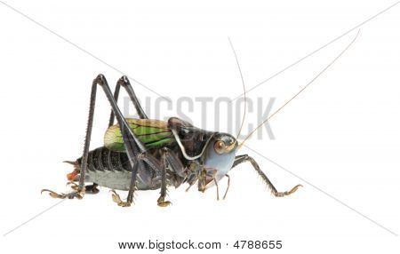 Konik polny - Gampsocleis Gratiosa