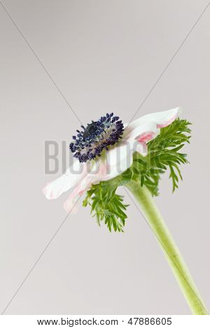 flor anémona