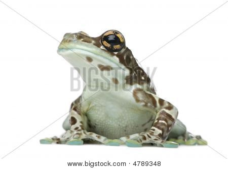 Amazon mjölk Frog - Trachycephalus Resinifictrix