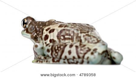 Amazon Milk Frog - Trachycephalus Resinifictrix