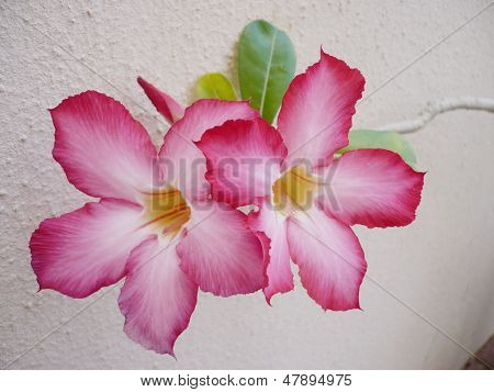 Pink Desert Roses