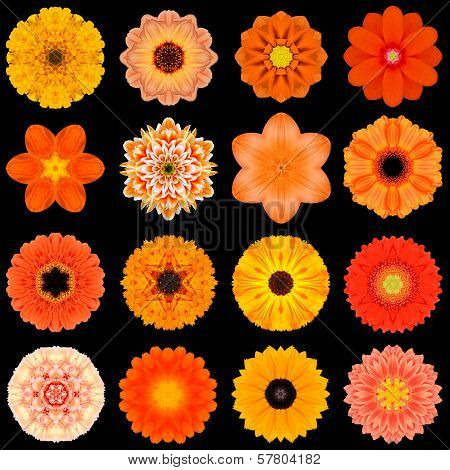 Big Collection Of Various Orange Pattern Flowers Isolated On Black