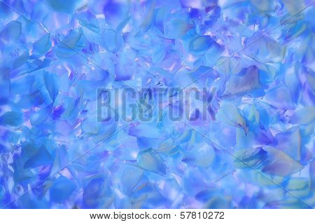 Rose Patelas