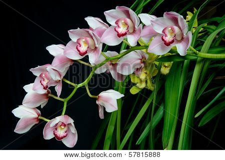 Cymbidium