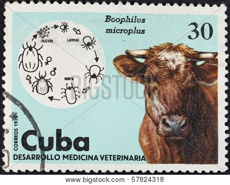 Life Cycle Of Boophilus Microplus In Cow
