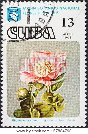 Blossoming Of Cactus
