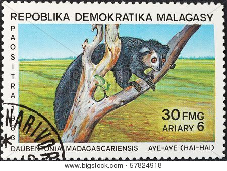 Aye-aye (daubentonia Madagascariensis) Lemur