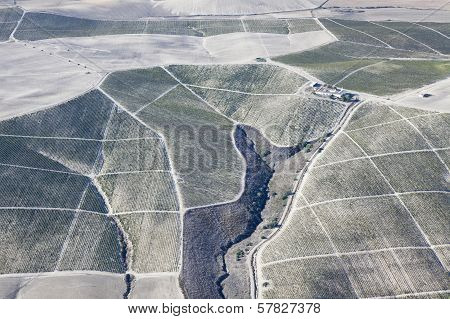 Vineyard Farm Near Jerez.