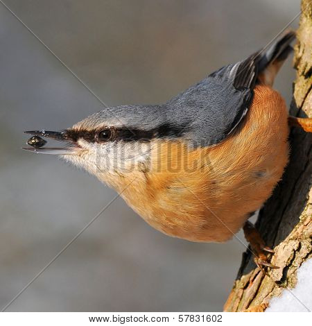 nuthatch