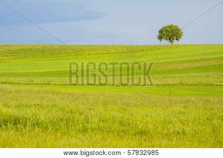 Green meadow with lonely tree.