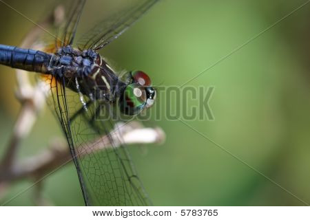 Barevné Dragonfly makro