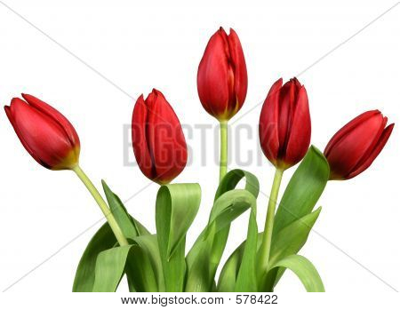 tulipány