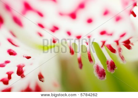 Streszczenie kwiat (lilium Grammatophyllum Var. Gloriosoides)