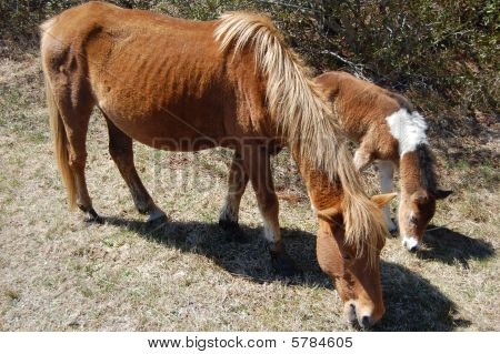 Volně žijících koní Assateague Island