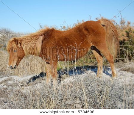 Volně žijících koní Assateague Island