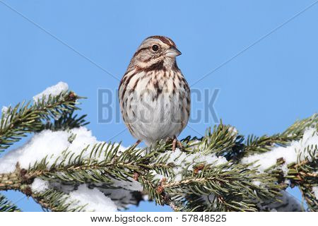 Sparrow In Snow
