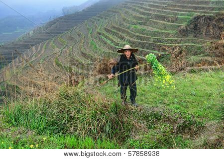 Asian Elderly Man, A Peasant Farmer Shepherd, Among Rice Terraces.