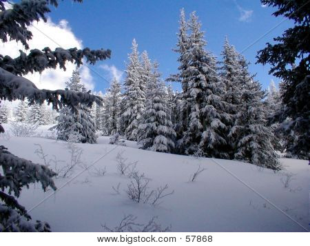 Schnee Wald