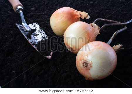 Cipolle